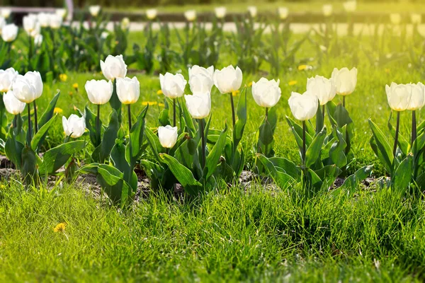 First Beautiful White Tulips Spring Green Grass — Stock Photo, Image