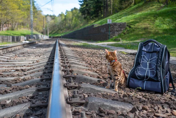 A Bengal cat sits next to a backpack on the railway and looks into the distance, waiting for the train to arrive.