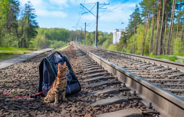A Bengal cat sits next to a backpack on the railway and looks up with interest.