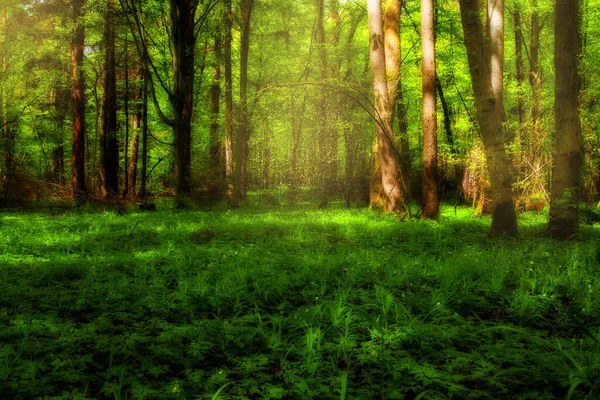Fairy Tale Green Forest Magic Pollen — Stock Photo, Image