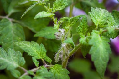 Domates çalılığındaki ilk çiçek yumurtalığı. Mayıs başı, veranda. Arkaplanı bulanıklaştır ve renklendir.