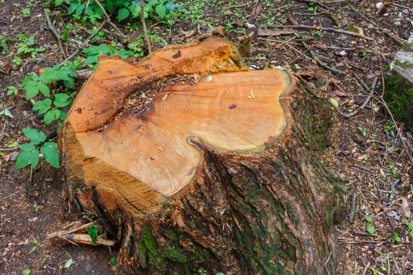 Tree Stump Freshly Cut Tree — Stock Photo, Image