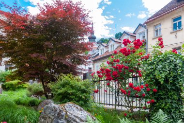 Arka planda bir kaya bahçesi bir gül çalısı ve manastır bahçesindeki kutsal kırmızı akçaağaç.