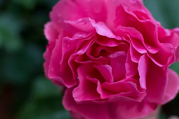 Rosa Rose Makro Blumen Hintergrund — Stockfoto