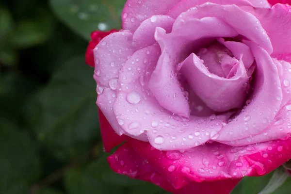 Schöner Blumenstrauß Mit Rosen Nelken Den Händen Florist Blumenladen Frühling — Stockfoto