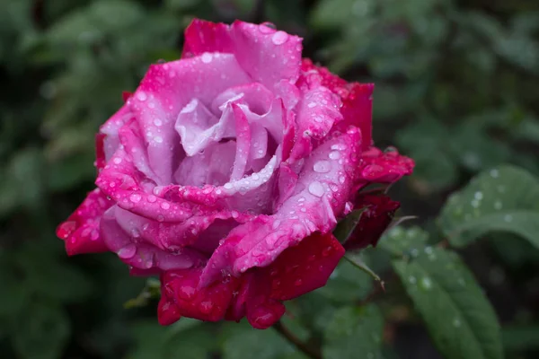 Rosa Stieg Mit Regentropfen Aus Nächster Nähe Blumen Tapete — Stockfoto
