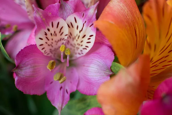 カラフルなAlstroemeriaマクロ 花の背景 — ストック写真