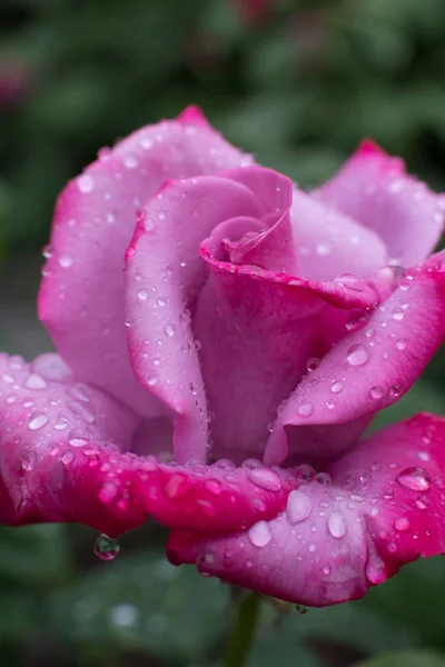 Üzerinde Yağmur Damlaları Olan Pembe Bir Gül Çiçek Arkaplanı — Stok fotoğraf