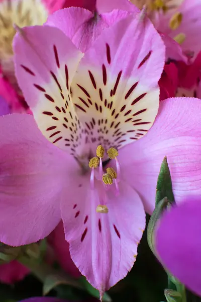 ピンクの筋芽腫マクロ 花の背景 — ストック写真