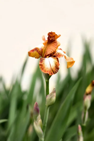 Iris Kwiat Bliska Zielonym Tle Ogrodu Botaniczne — Zdjęcie stockowe