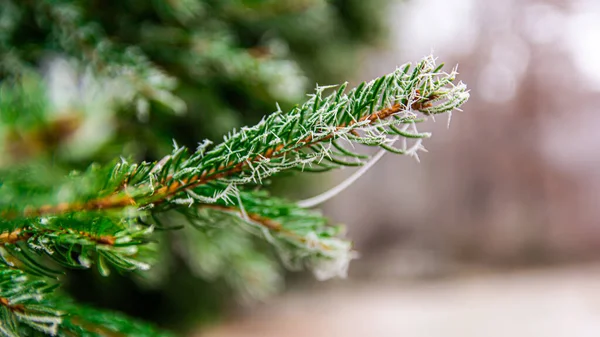 Frozen green pine tree during winter time. — Stock Image Frozen Green Pine Tree Winter Time Stock Picture