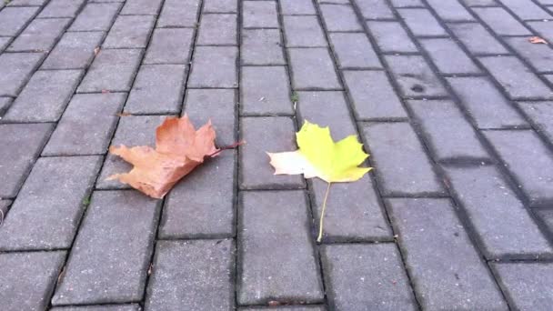 Jesień, park miejski, żółte liście — Wideo stockowe