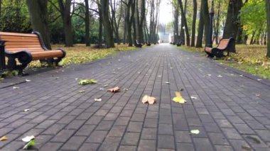 Sonbahar, Şehir Parkı, Sarı yapraklar