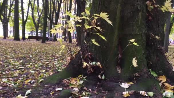 Herbst, Stadtpark, gelbe Blätter — Stockvideo