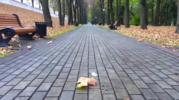 Otoño, parque de la ciudad, hojas amarillas — Vídeos de Stock