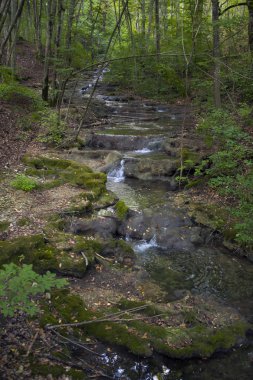 manzara Caucasus, kayın ormanı, deniz kıyısı, seyahat, gezi