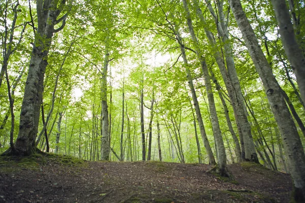 Landskap av Caucasus, bokskogen, seashore, Resor, utflykter — Stockfoto