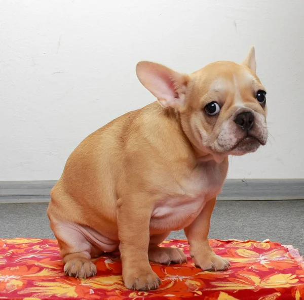 french bulldog puppy, dog, cub dog, cute face, beige coat, dog breeding,