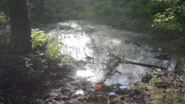 Sebuah rawa kecil berkilau di bawah sinar matahari di hutan musim panas yang lebat — Stok Video