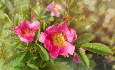 Yağmurdan sonra damlalar içinde güzel pembe bir gül çiçeği..