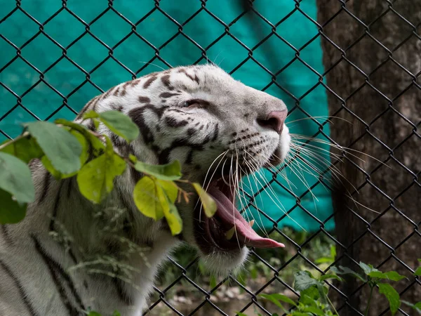 Közelkép Egy Felnőtt Tigris Ásítás Mutatja Fogát Nyelvét — Stock Fotó