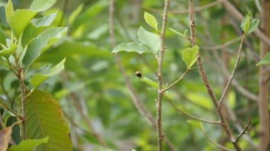 Yeşil yapraklar ve bir bitkinin dalları arasında uçan bir arının süper yavaş çekim görüntüsü