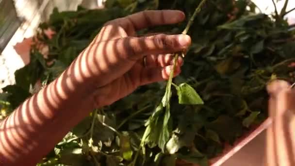 Närbild Kvinnas Hand Plocka Blad Från Ett Gäng Spenat — Stockvideo