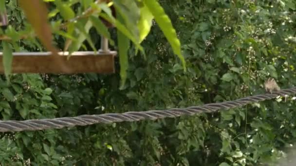 Gros plan d'un écureuil palmier indien ou d'un écureuil palmier à trois rayures courant sur un câble électrique pendant la journée 