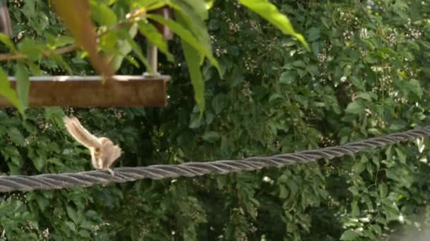 Gros plan d'un écureuil palmier indien ou d'un écureuil palmier à trois rayures courant sur un câble électrique pendant la journée 