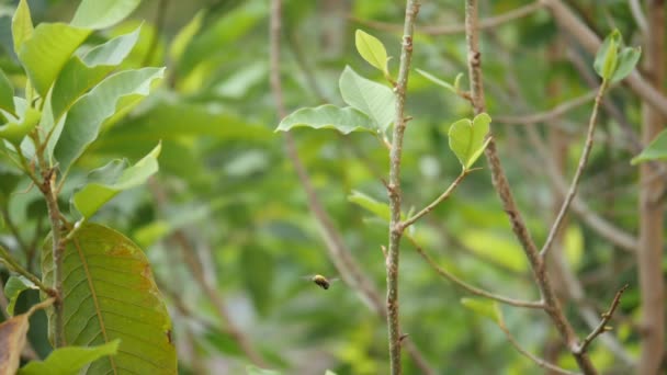 Super Slow Motion View Bee Flying Green Leaves Branches Plant — Stock Video