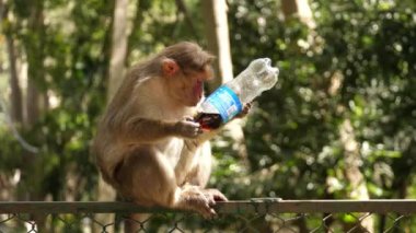 Sıradan bir maymun plastik bir şişeden soda içiyor. Çitin üzerinde oturuyor.