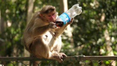 Sıradan bir maymun plastik bir şişeden soda içiyor. Çitin üzerinde oturuyor.