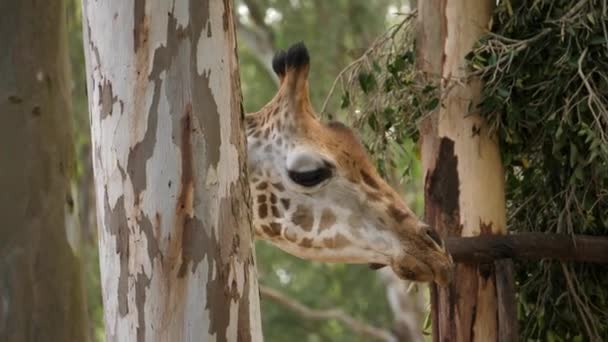 Closeup Giraffe Eating Barks Eucalyptus Tree Trunk Bright Sunny Day — Stock Video