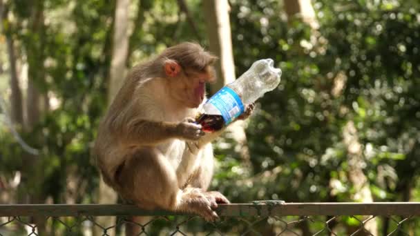 Sıradan Bir Maymun Plastik Bir Şişeden Soda Içiyor Çitin Üzerinde — Stok video