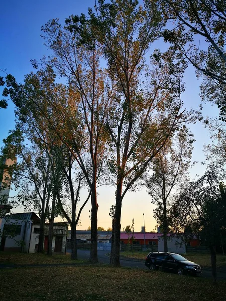 Pappeln Abendlicht Neben Einer Straße Beginn Des Herbstes — Stockfoto
