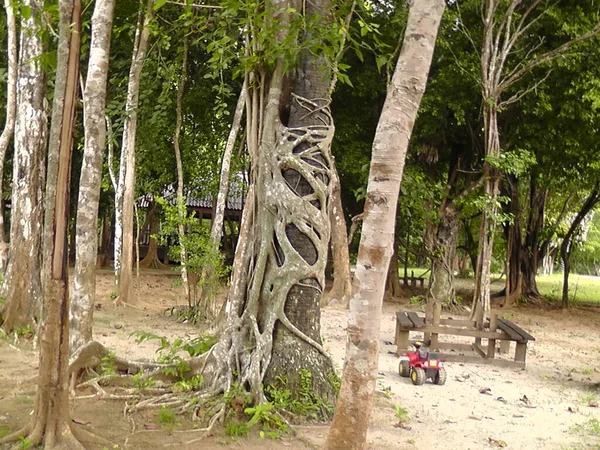 Pohon Besar Langkawi Malaysia Taman Alam — Stok Foto