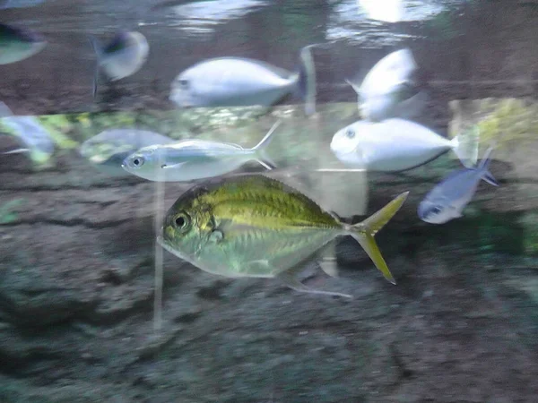The oceanarium in Langkawi, Malaysia. Big fishes behind a glass.