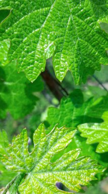 Üzüm yaprağı yapısı. Bahçe