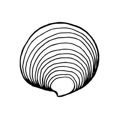 Deniz kabukları. El çizimi vektör illüstrasyonuName.