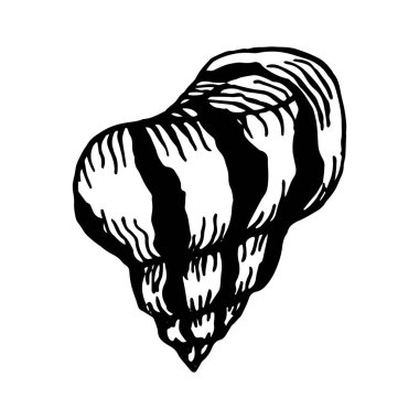 Deniz kabukları. El çizimi vektör illüstrasyonuName.