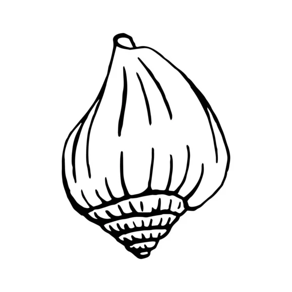 Seashells 草图式手绘矢量图 — 图库矢量图片