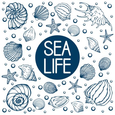 Deniz kabukları, yaz tatilleri, deniz kabukları ve deniz yıldızları seti, vektör. El yapımı deniz kabukları ve deniz balıkları. Modern kaligrafi için güzel bir yazı..