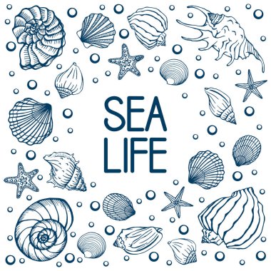 Deniz kabukları, yaz tatilleri, deniz kabukları ve deniz yıldızları seti, vektör. El yapımı deniz kabukları ve deniz balıkları. Modern kaligrafi için güzel bir yazı..