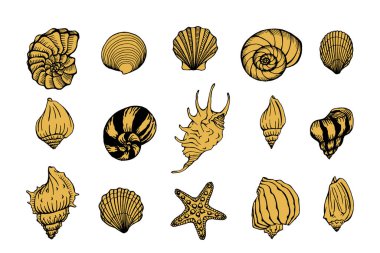Deniz kabukları ve deniz yıldızları vektör kümesi. Denizci geçmişi. Oymalı çizimlerin el çizimleri. Selamlama, davetiye, ambalaj kağıdı, tekstil ve web tasarımı için mükemmel..