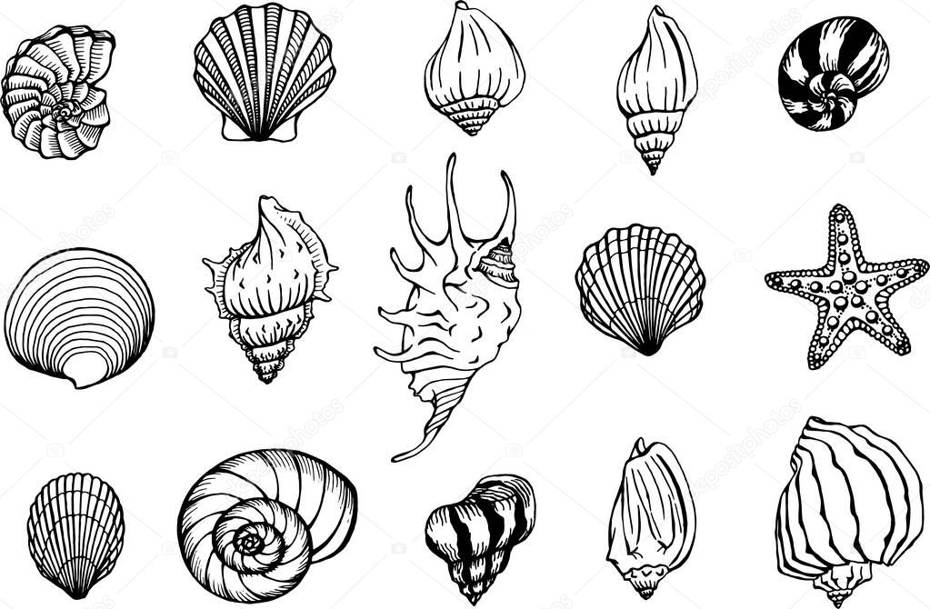 Seashells and starfishes vector set. Marine background. Hand drawn illustrations of engraved line. Perfect for greetings, invitations, manufacture wrapping paper, textile, web design.