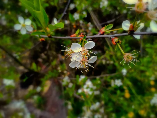 Fleurs Cerisier Russie Centrale — Photo