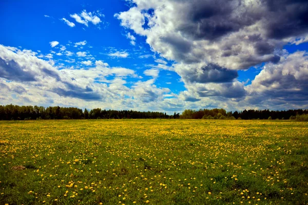 Łąka Kwitnąca Centralnej Rosji — Zdjęcie stockowe