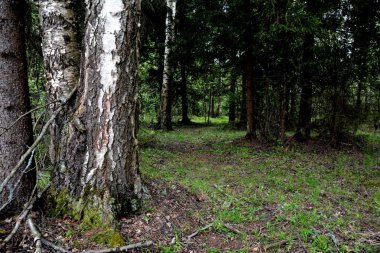 Kasvetli bahar ormanı. Bulutlu. Orta Rusya. Karışık orman ve çimenlerin arka planında huş ağacı.