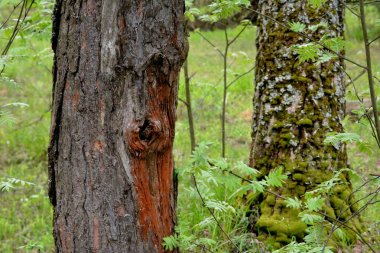 Bahar ormanlarında çam ağaçları ve huş ağaçları