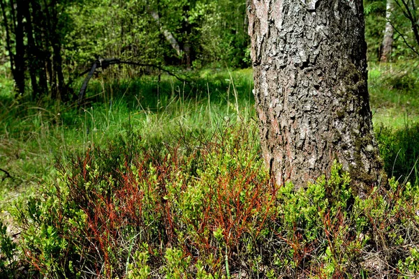 Folhas Verdes Frescas Mirtilo Floresta Paisagem Florestal Com Mirtilos Uma — Fotografia de Stock